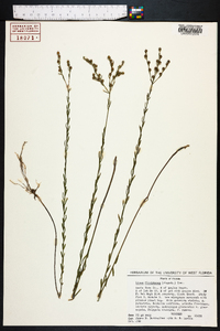 Linum floridanum image