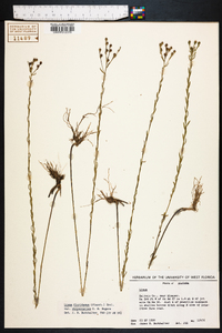 Linum floridanum image