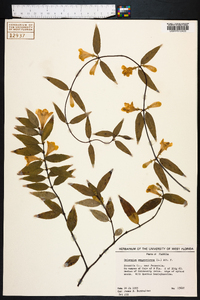 Gelsemium sempervirens image