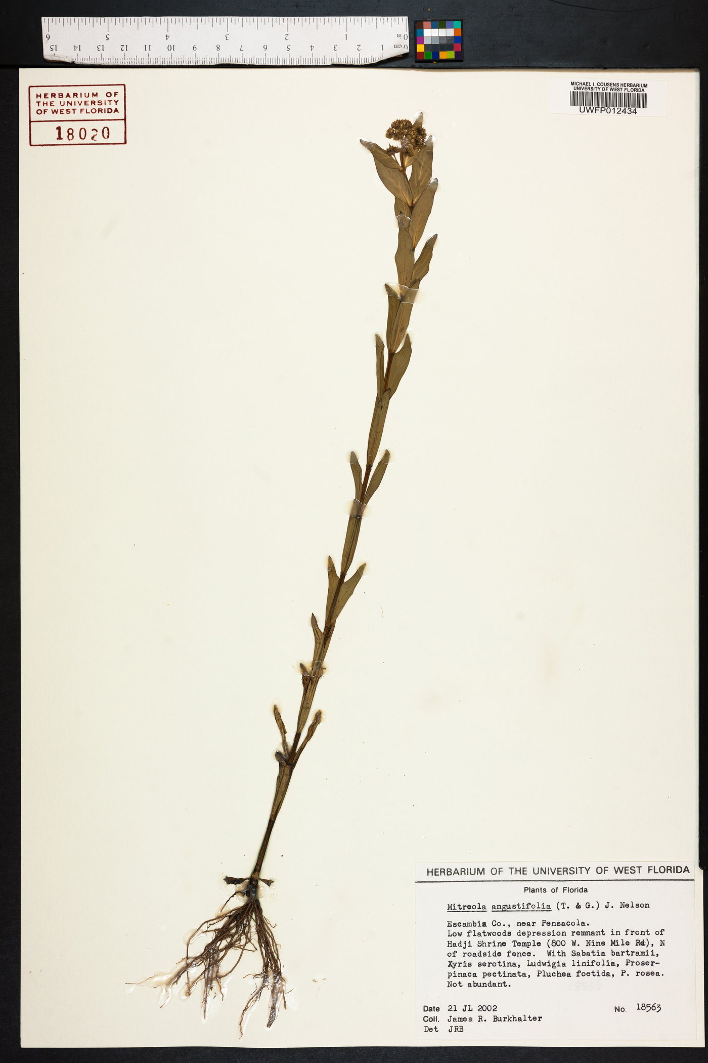 Mitreola sessilifolia image