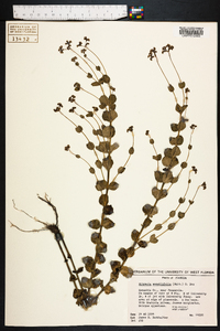 Mitreola sessilifolia image