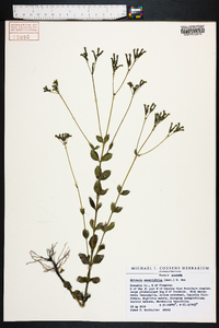 Mitreola sessilifolia image