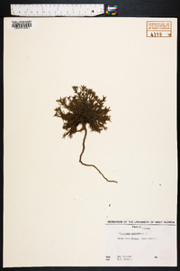 Polypremum procumbens image