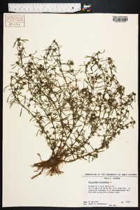 Polypremum procumbens image