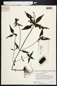 Spigelia anthelmia image