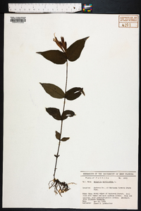 Spigelia marilandica image