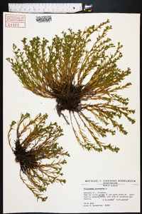 Polypremum procumbens image