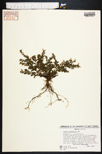 Cuphea hyssopifolia image