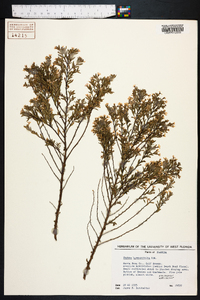 Cuphea hyssopifolia image