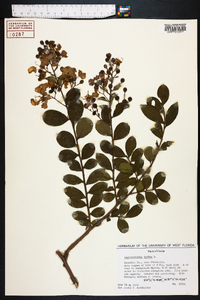 Lagerstroemia indica image