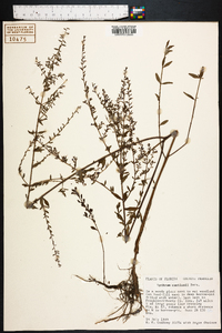 Lythrum curtissii image