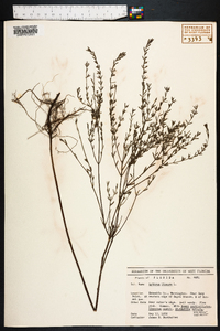 Lythrum lineare image