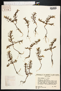 Rotala ramosior image