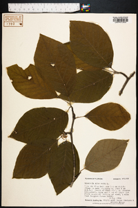 Magnolia acuminata image