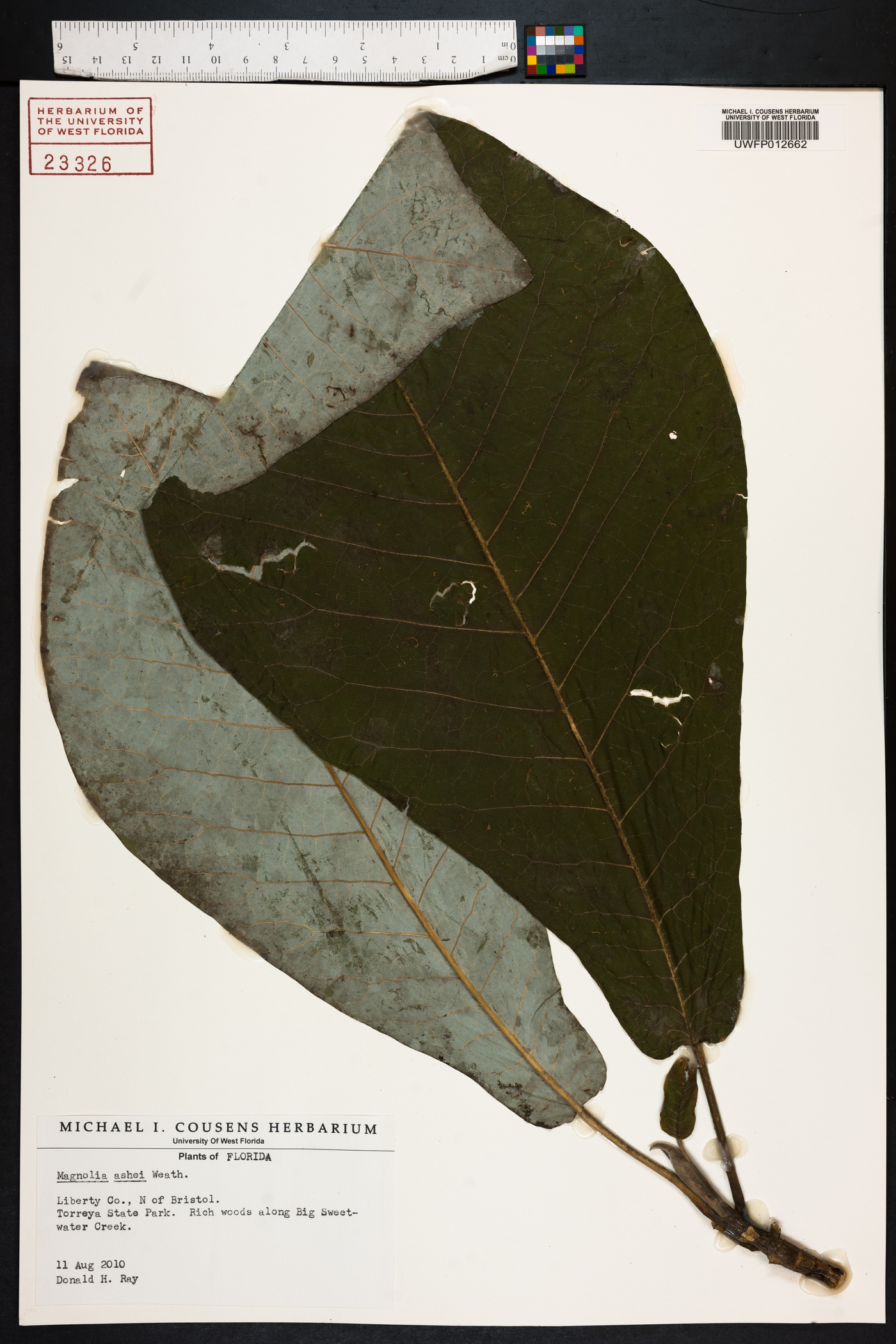 Magnolia ashei image
