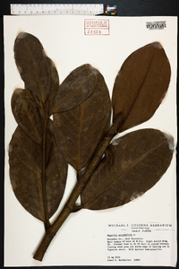 Magnolia grandiflora image