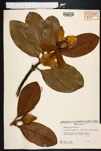 Magnolia grandiflora image