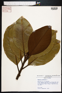 Magnolia grandiflora image