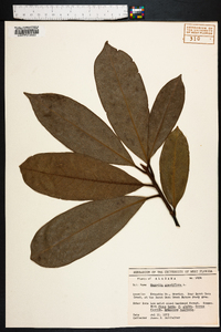 Magnolia grandiflora image