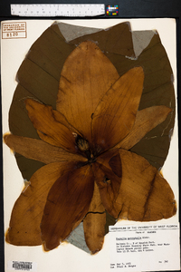 Magnolia macrophylla image