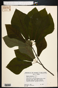 Magnolia pyramidata image