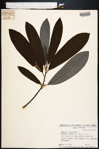 Magnolia virginiana image