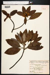 Magnolia virginiana image