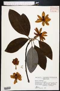 Magnolia virginiana image