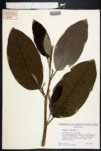 Magnolia virginiana image