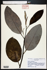 Magnolia virginiana image