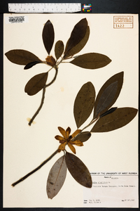 Magnolia virginiana image