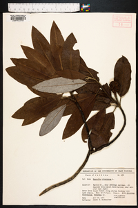 Magnolia virginiana image