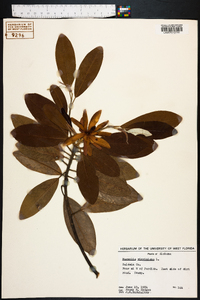 Magnolia virginiana image