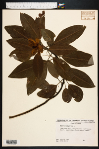 Magnolia virginiana image