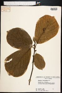 Magnolia x soulangiana image