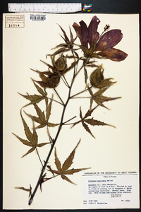 Hibiscus coccineus image