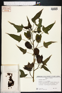 Hibiscus laevis image