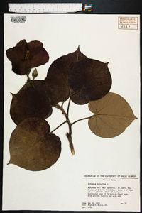 Hibiscus tiliaceus image