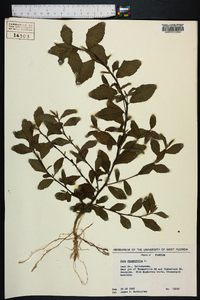 Sida rhombifolia image