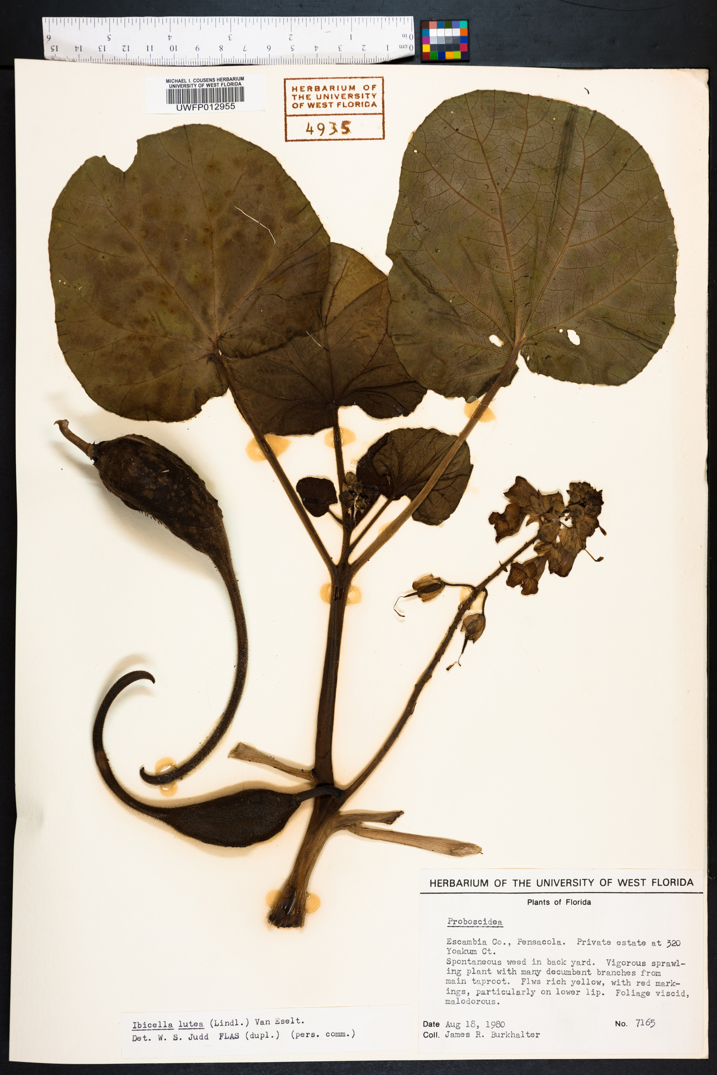 Ibicella lutea image