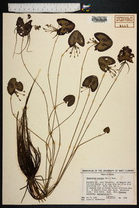 Nymphoides cordata image