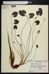 Nymphoides cordata image