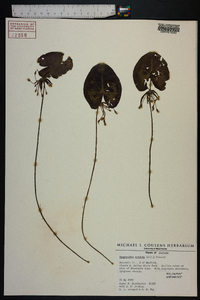 Nymphoides cordata image