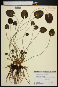 Nymphoides cordata image