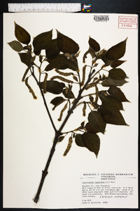 Broussonetia papyrifera image