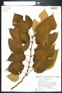 Broussonetia papyrifera image