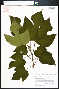 Broussonetia papyrifera image