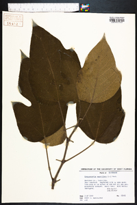 Broussonetia papyrifera image