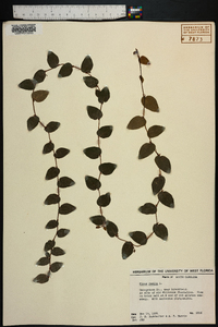 Ficus pumila image