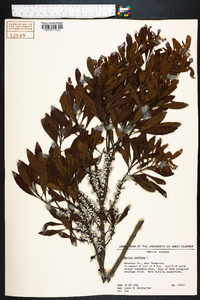 Myrica cerifera image